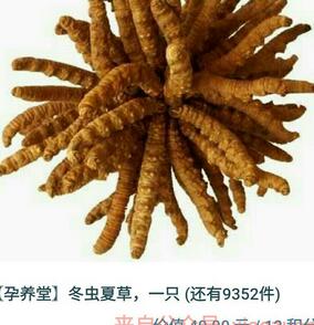 孕养堂邀请10名好友关注送价值40元的冬虫夏草免费包邮 免费实物 活动线报  第1张